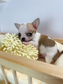 Cucciole di chihuahua a pelo lungo e corto