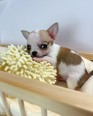 Cucciole di chihuahua a pelo lungo e corto