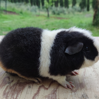 Cavie di razza (porcellino d'india)