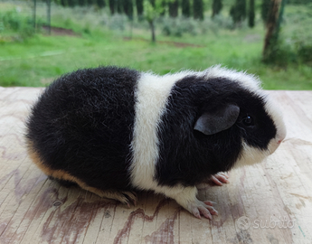 Cavie di razza (porcellino d'india)