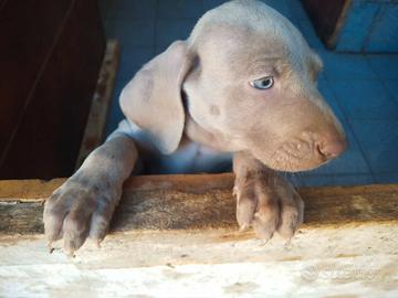 Bracco tedesco weimaraner
