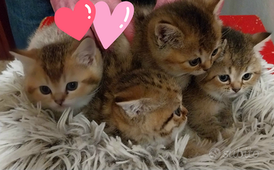 Gattini Scottish straight Brittish