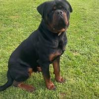 Rottweiler puro