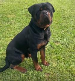 Rottweiler puro