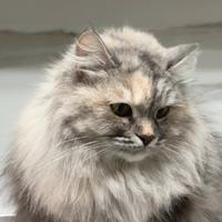 Gatta siberiana di 2,5 anni pedigree