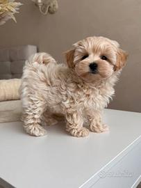 MALTIPOO - MALTIPU CUCCIOLATA TOP- pag comode rate