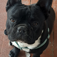 Bulldog francese con pedigree ENCI
