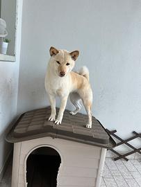 Shiba Inu femmina per accoppiamento