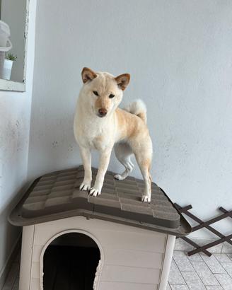 Shiba Inu femmina per accoppiamento