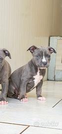 Cuccioli pitbull disponibili