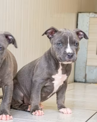 Cuccioli pitbull disponibili