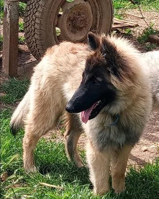 Pastore belga cuccioli tervueren