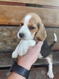 Beagle cuccioli