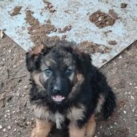 Cuccioli di pastore tedesco