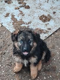 Cuccioli di pastore tedesco