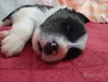 Ultima cucciola