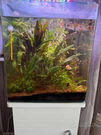 Acquario