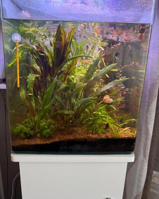 Acquario