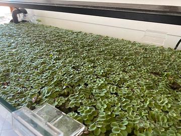 Salvinia cuccullata acquario