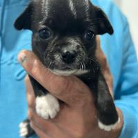 Cucciolo di chihuahua maschio