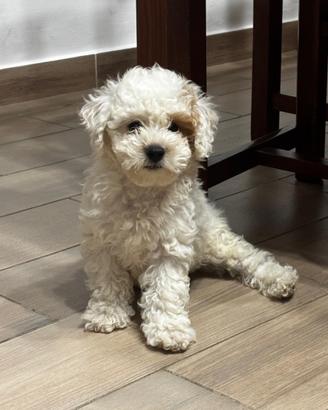 Piccolo cucciolo di barboncino toy