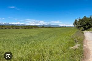 Terreno agricolo Carrú