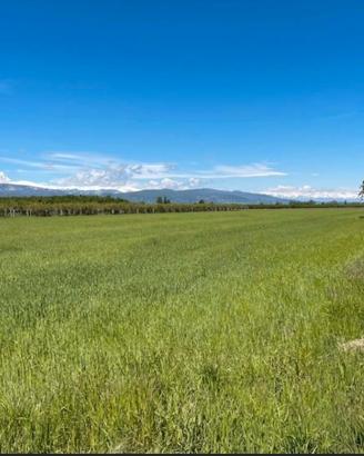 Terreno agricolo Carrú