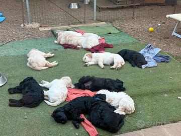 Cuccioli di Goldendoodle