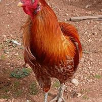 Galletto araucana