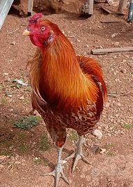 Galletto araucana