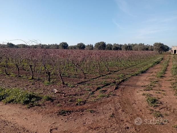 Vigneto primitivo e uliveto