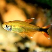 Tetra rame