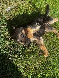 Cuccioli pastore tedesco