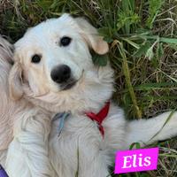 Elis simil golden aspetta una famiglia