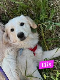 Elis simil golden aspetta una famiglia