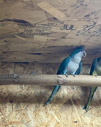 Pappagalli del monaco