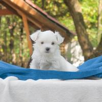 Cucciolo di Maltese piccolissimo