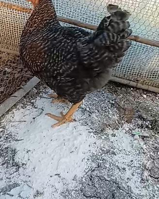 Gallinella di amrocks 5 mesi e mezzo