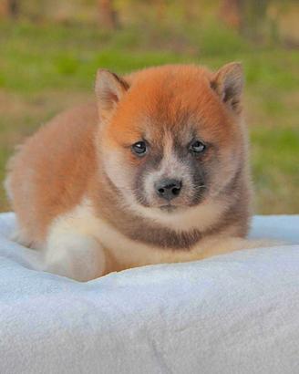 Cucciolo di Shiba Inu Rosso