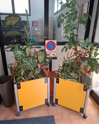 fioriere gialle quadrare  con ruote