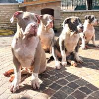 American Bully XXL
