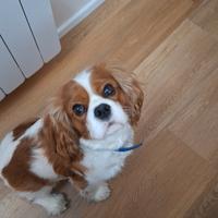 Cavalier king disponibile per monta