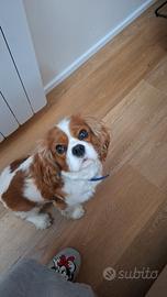 Cavalier king disponibile per monta