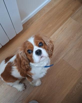 Cavalier king disponibile per monta