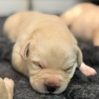 Cuccioli Labrador Retriever
