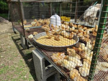 Galline ovaiole rosse pulcini