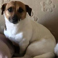 Casa x cagnolino in adozione