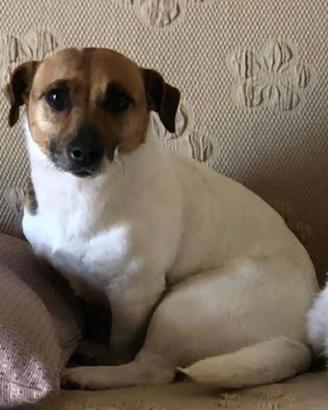 Casa x cagnolino in adozione