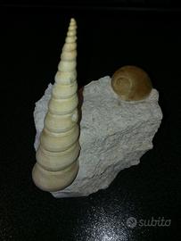 FOSSSILE TURITELLA