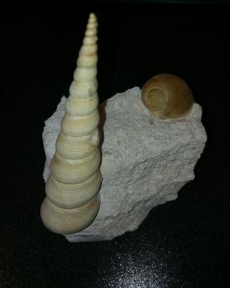 FOSSSILE TURITELLA